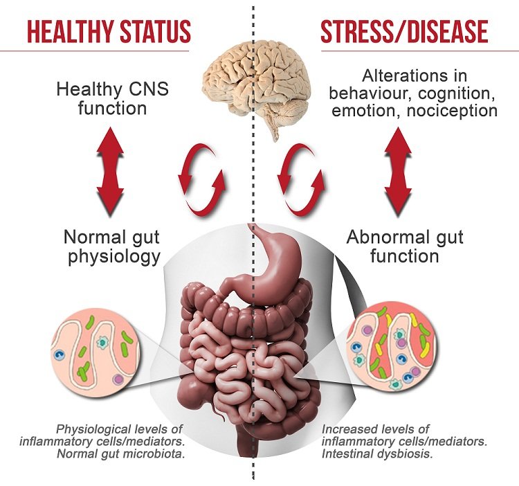 Causes of an Unhealthy Gut