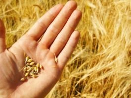 Reasons Why Wheat is Bad For Humans