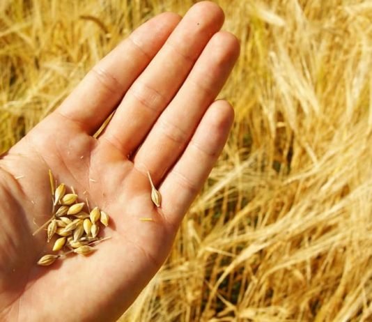 Reasons Why Wheat is Bad For Humans