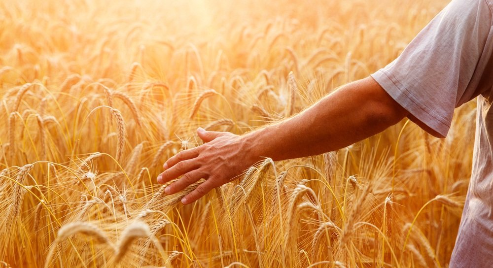 Reasons Why Wheat is Bad For Humans MyBeautyGym