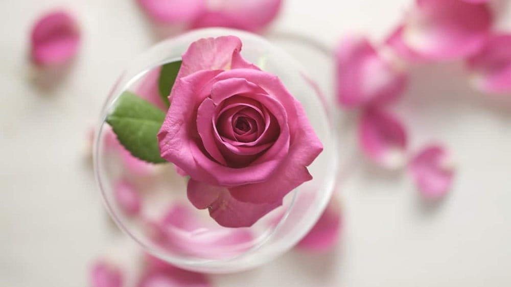 Rose water for eye care