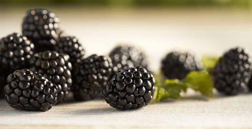 Walnut and Blackberry