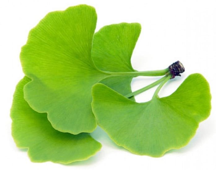 Ginkgo Biloba herb for eyesight