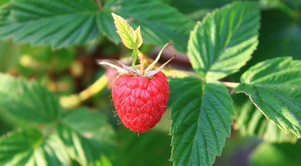 delay-periods-naturally