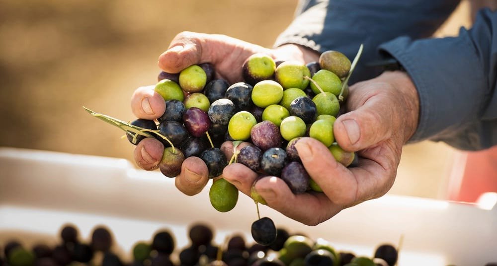 The Benefits of Olive Oil for Hair Growth (You Should Not ...