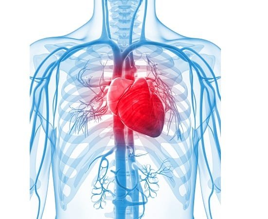 how much does your heart weigh