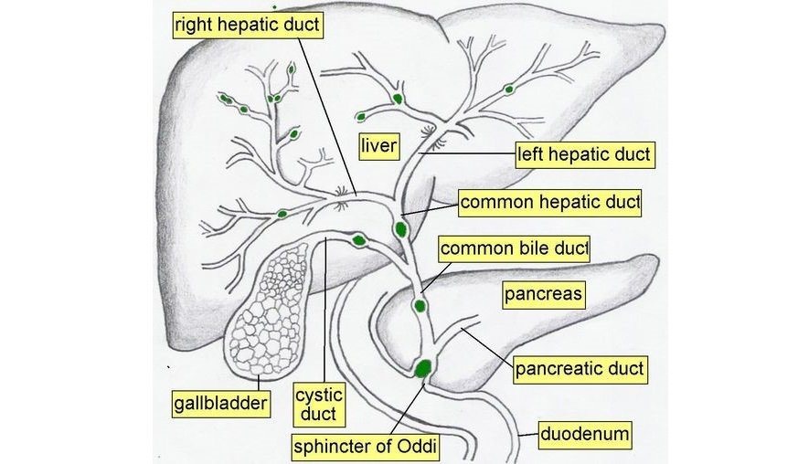 What Is Right Below Ribcage - Thorax Wikipedia