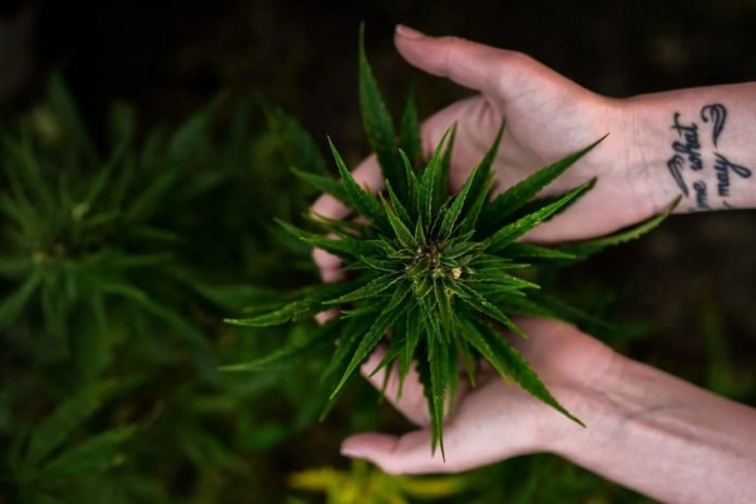 Advantages of Growing Marijuana Indoors