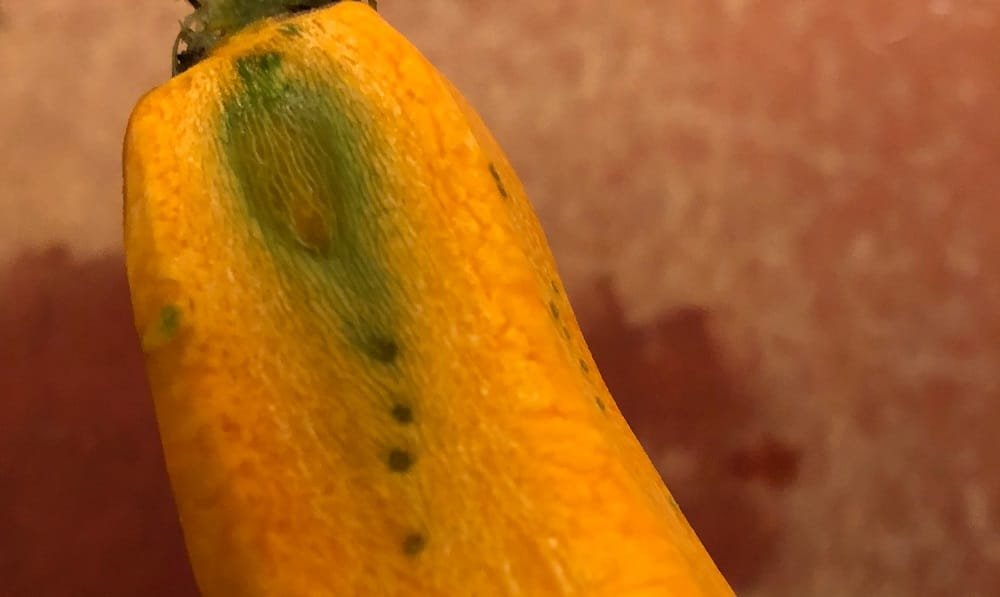 Yellow squash green inside