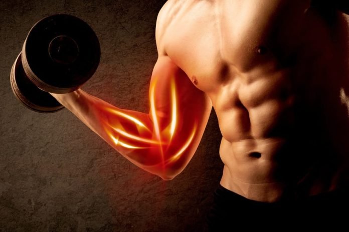 How You Can Bulk Up Your Muscles While Working Out