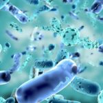 How Does Gut Bacteria Help the Immune System