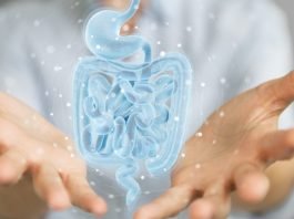 How Gut Bacteria Helps the Immune System