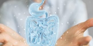 How Gut Bacteria Helps the Immune System