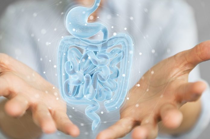 How Gut Bacteria Helps the Immune System