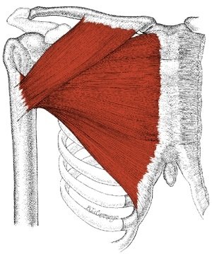 pectoralis-major