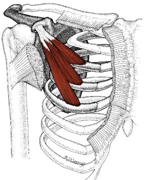 pectoralis-minor