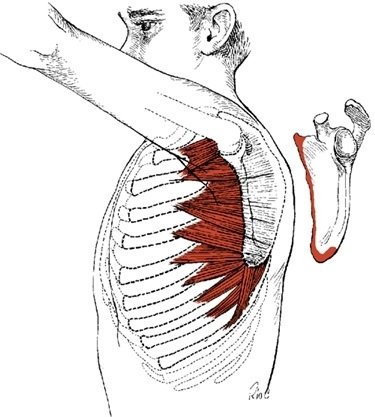 serratus-anterior