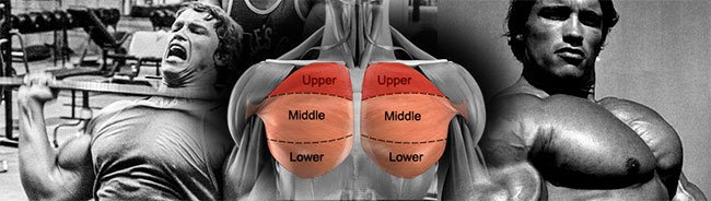 upper-lower-middle-chest